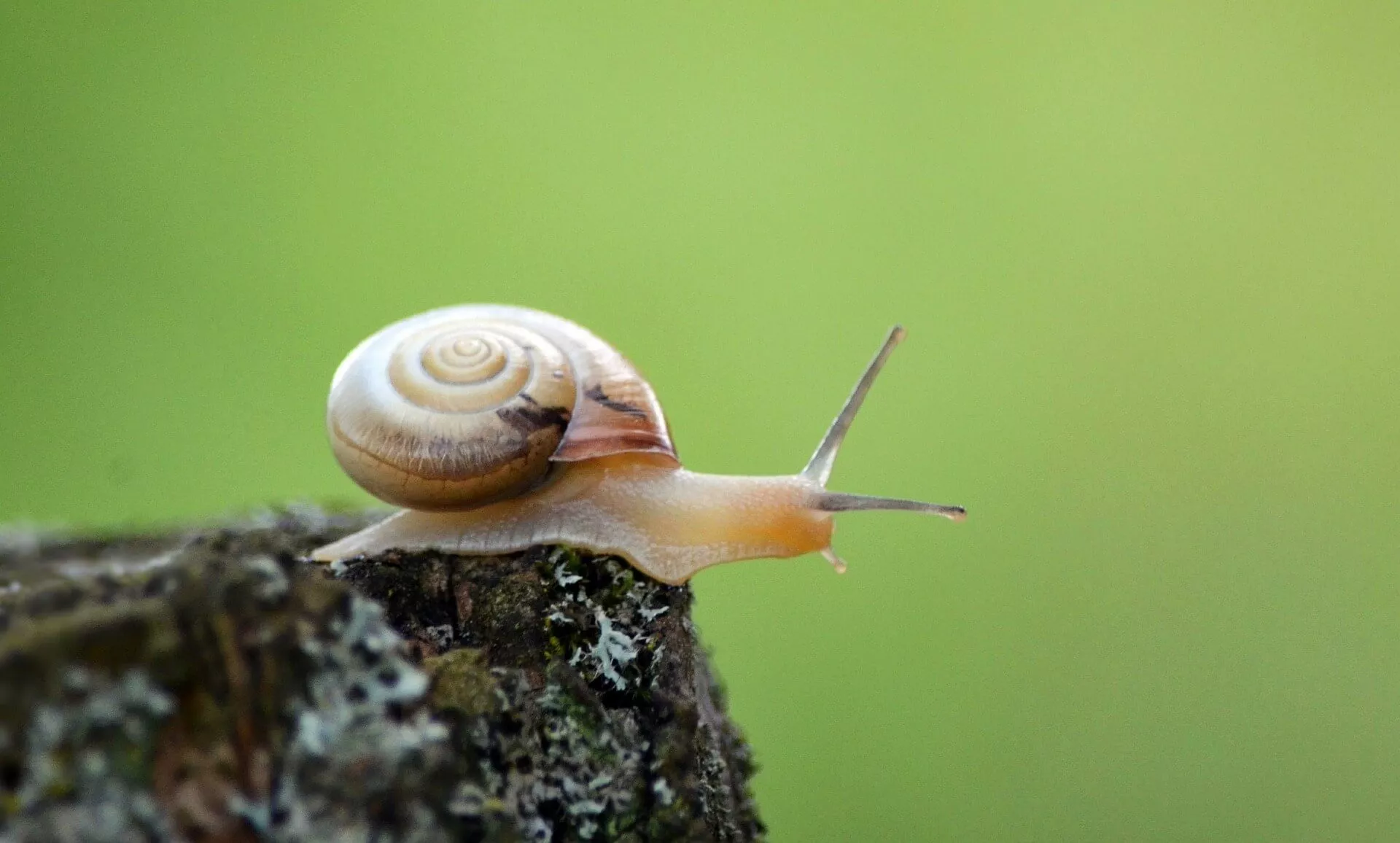 18 remèdes contre un dashboard WordPress lent, ou simplement pour avoir un wp-admin + rapide