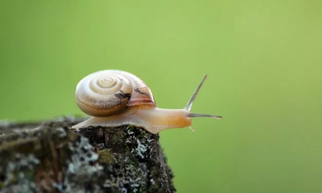 18 Ways to Fix a Slow WordPress Dashboard